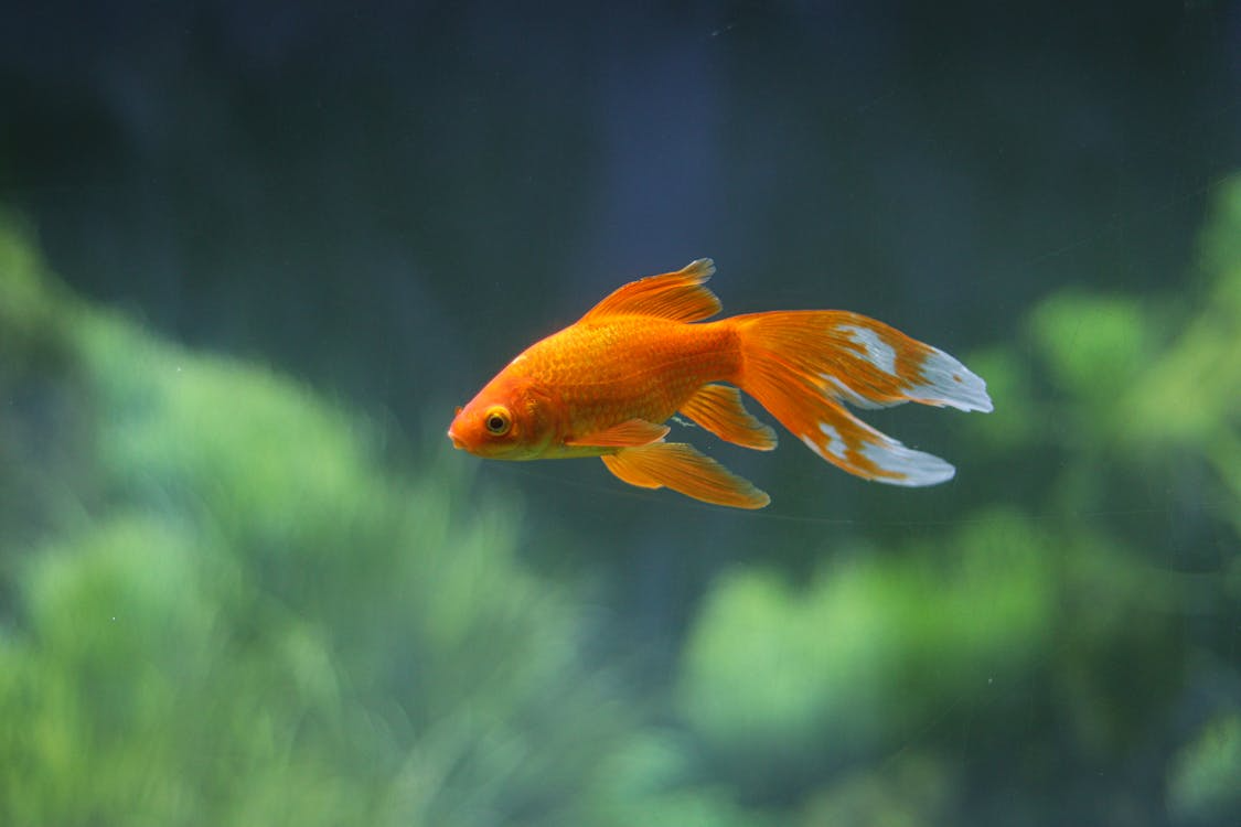 Goldfish swimming in an aquarium, a species known to survive low-oxygen water