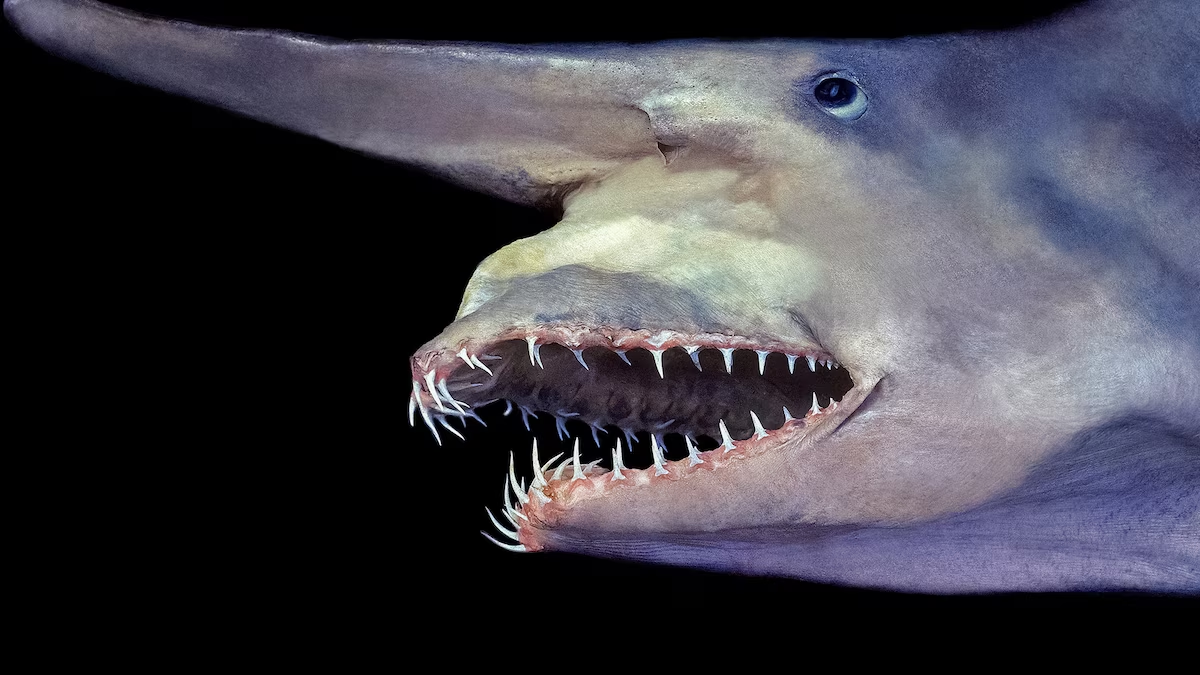 Side profile of a goblin shark with long flattened snout and protruding needle-like teeth