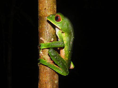Green tree frog clinging to a branch at night, a species known to croak louder before rain