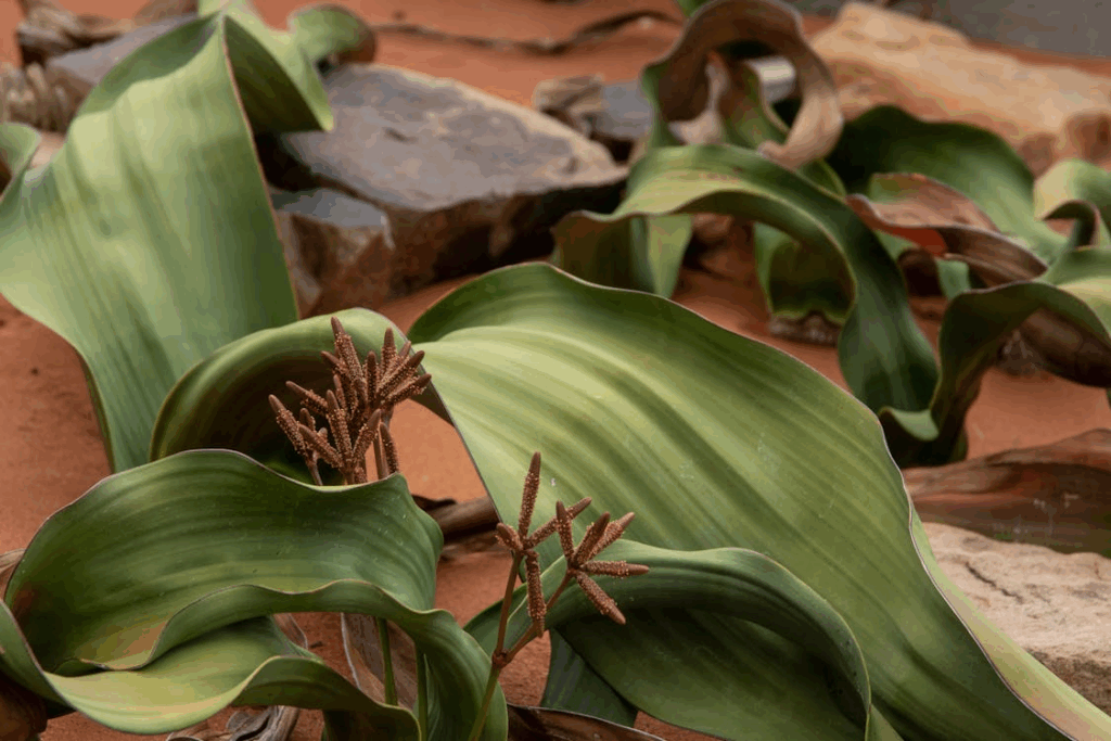 Close-up of Welwitschia mirabilis, an iconic desert plant that survives extreme conditions.