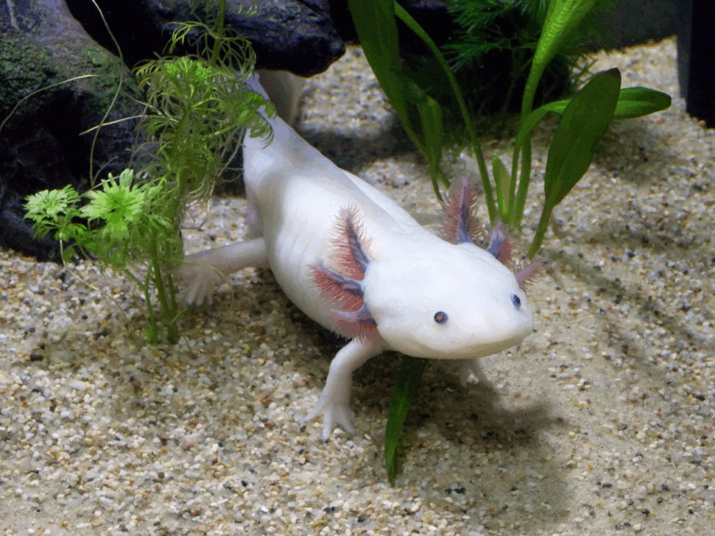 White axolotl in an aquarium, a salamander known for regenerating limbs, heart tissue, and parts of the brain.