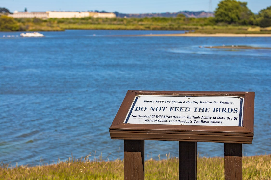 “Do Not Feed the Birds” sign, illustrating Venice’s ban on feeding pigeons to protect historic sites.