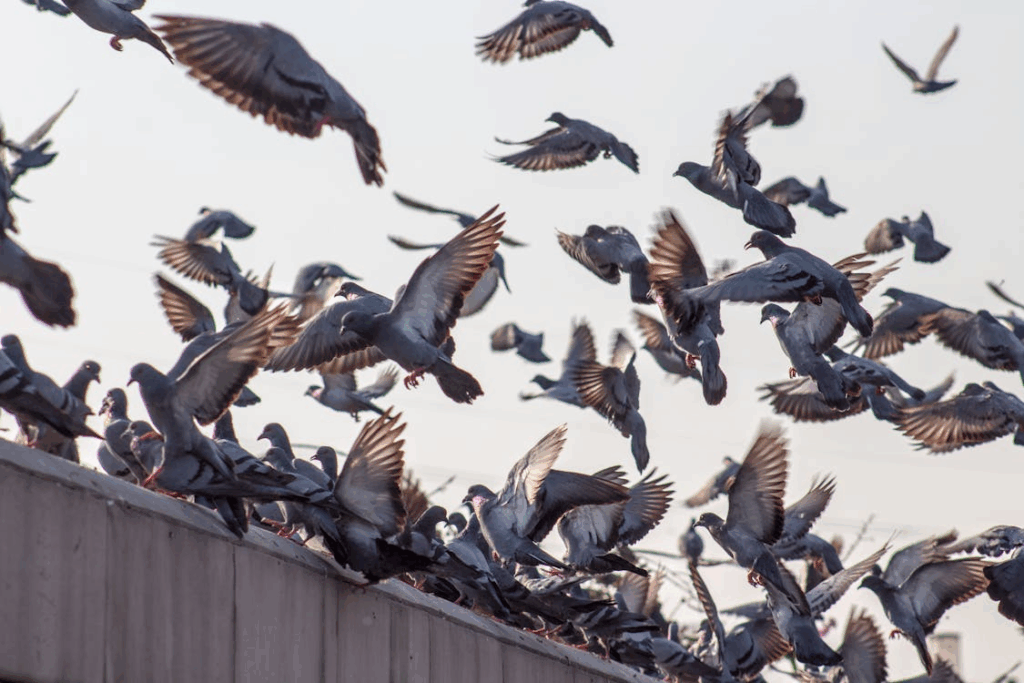Large flock of city pigeons lifting off from a rooftop ledge
