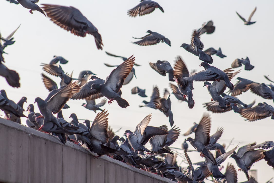 Large flock of city pigeons lifting off from a rooftop ledge