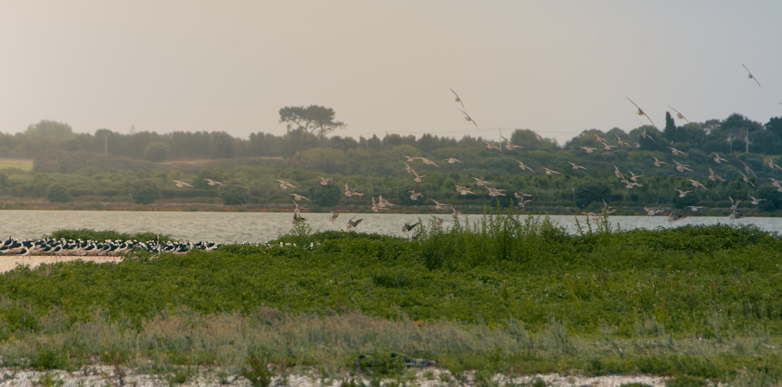a flock of birds sitting on top of a lush green field