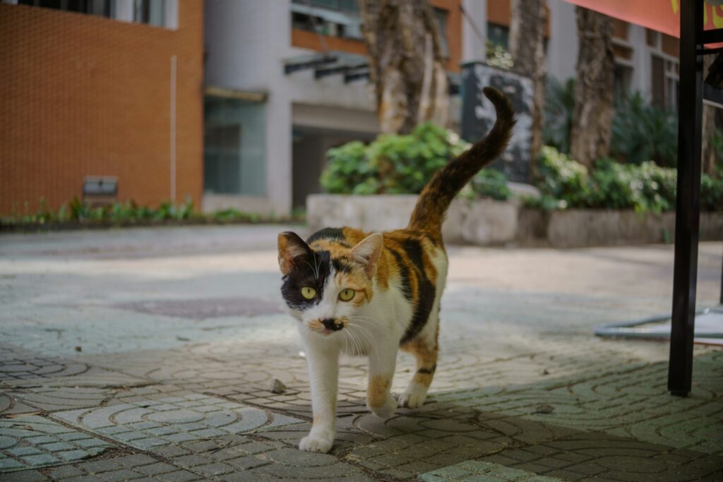 A calico cat struts down the street.